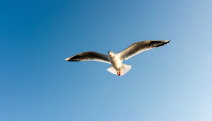 Obraz premium Seagull soaring with wings spread, showcasing the beauty of nature in the vast blue sky.