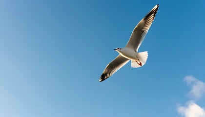 Obraz premium Seagull soaring with wings spread, showcasing the beauty of nature in the vast blue sky.