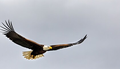 Obraz premium Close-up of soaring eagle, showcasing natural beauty.