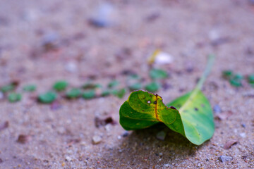Earth, leaves, saplings, philosophy