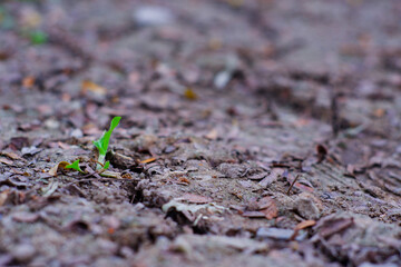 Earth, leaves, saplings, philosophy
