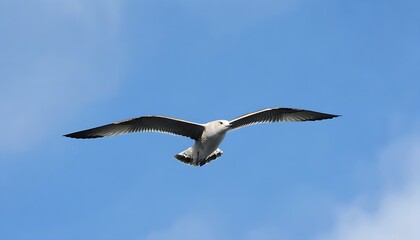 Obraz premium Soaring seagull in the sky, a picture of flight.