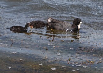 Adult Eurasian coot (Fulica atra) with offsprings swimming and eating. Coot family feeding. Parent Australian coot and brood of its chicks holding algae in beak.