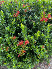 Ixora lobbii Loudon