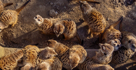Group of meerkats standing together on dry ground, seen from above, where some look up seeking the last rays of the sun.