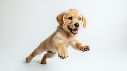 Golden Retriever Puppy Joyfully Leaping in Air
