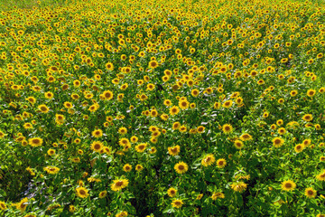 Bright sunflower close-up with bees collecting pollen in a large field