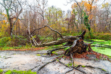 A fallen old tree near a small pond overgrown with algae