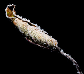 A leaf is covered in snow and ice