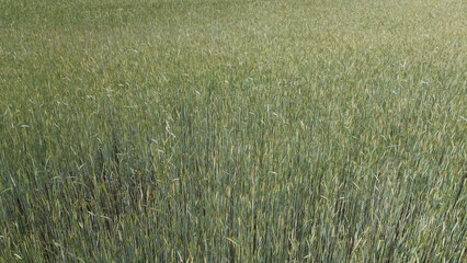 Wheat field ready for harvest on a clear day