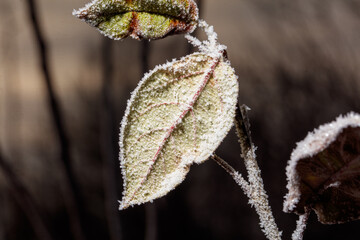 A leaf covered in frost is shown in a dark background