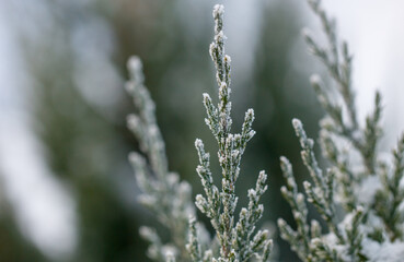 A close up of a tree branch covered in snow