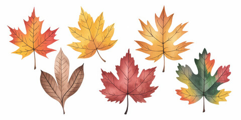 Fototapeta premium Autumn Watercolor Maple Leaves Collection 