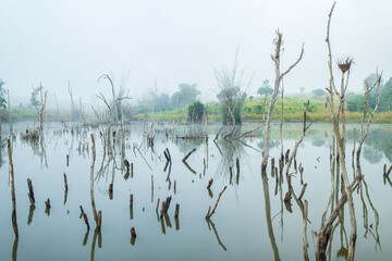 Beautiful swamp and forest in nation park. Nature background.