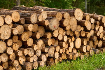 Timber Pile Cut and stacked in the woods