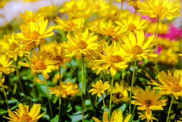 Yellow daisies grow in the meadow in summer 