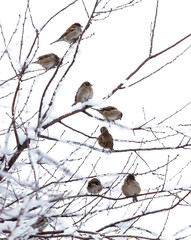 A group of birds are sitting on a tree branch covered in snow