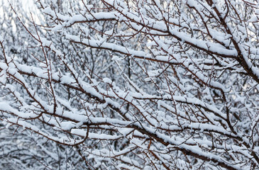 A tree branch covered in snow