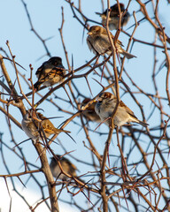 A group of birds are perched on a tree branch