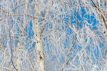 A tree with a lot of snow on it is in front of a blue sky