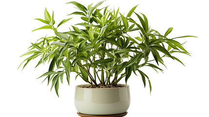Fototapeta premium A tall and vibrant bamboo plant in a decorative pot, perfect for adding natural beauty and calm to any space, isolated on transparent background.