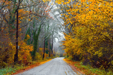 Obraz premium Wet asphalt road through the forest between yellow autumn trees