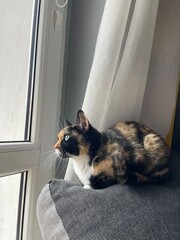 Beautiful colored cat looking to the window. Home animal pet kitten looking at window in a city. Relaxed cat sitting on window 