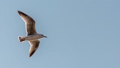 Graceful seagull soaring against a serene sky