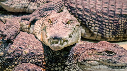 several alligator crocodiles close up