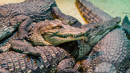 several alligator crocodiles close up