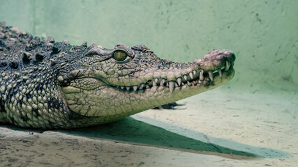 crocodile head isolated close up on a green background