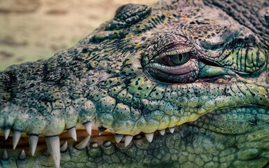 crocodile head close up on a yellow background