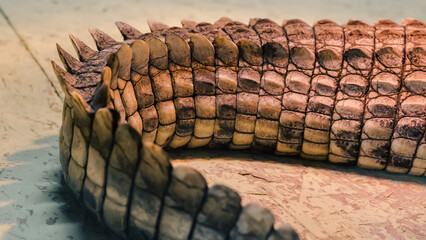 alligator crocodile skin in detail close up
