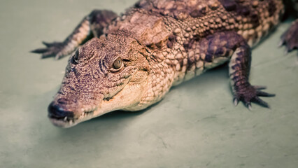 crocodile head isolated close up on a green background