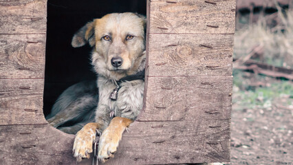 mongrel dog on a chain in a farm old style photo
