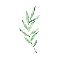 branch of rosemary