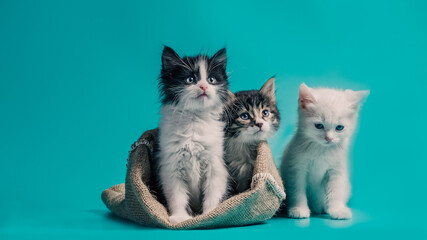 two kittens in a sack and one next to the bag on a turquoise background