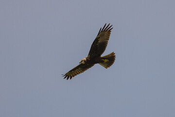 A female Eastern Marsh Harrier flying in search of  food over the rice fields.