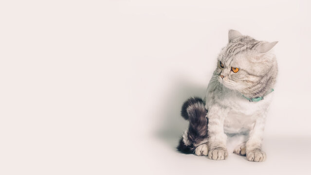 gray trimmed cat with displeased eyes isolated on white background close up