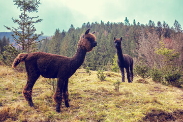 Fototapeta premium Two brown llamas walk along the mountain slopes