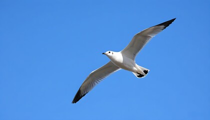 Fototapeta premium High-resolution image of a soaring seabird flying against a blue sky backdrop