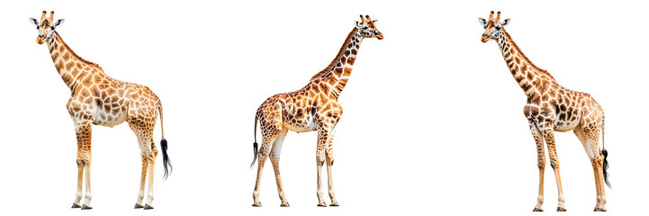 Naklejka premium Set of a giraffe, isolated on a transparent background.