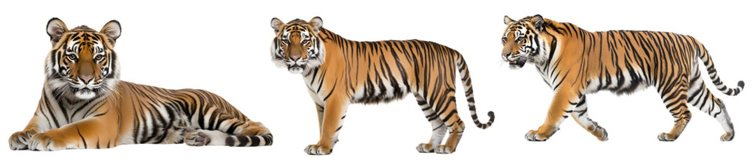 Obraz premium Set of a tiger, isolated on a transparent background.