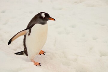 Beautiful Penguin pictures in the breath taking view of Antarctica