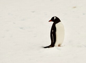 Obraz premium Beautiful Penguin pictures in the breath taking view of Antarctica