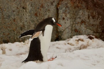 Beautiful Penguin pictures in the breath taking view of Antarctica