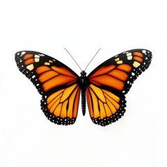 Fototapeta premium A stunning Monarch butterfly showcasing vibrant orange and black wings against a clean white background.