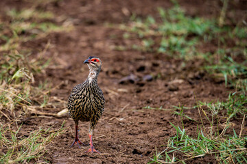 Clapperton's spurfowl francolin on a dirt path