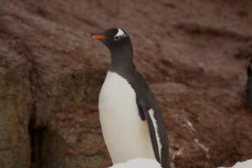 Naklejka premium Beautiful Penguin pictures in the breath taking view of Antarctica