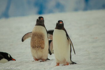 Obraz premium Beautiful Penguin pictures in the breath taking view of Antarctica